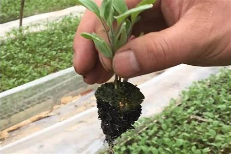 种下茶叶苗后如何管理？什么时候可以施肥？