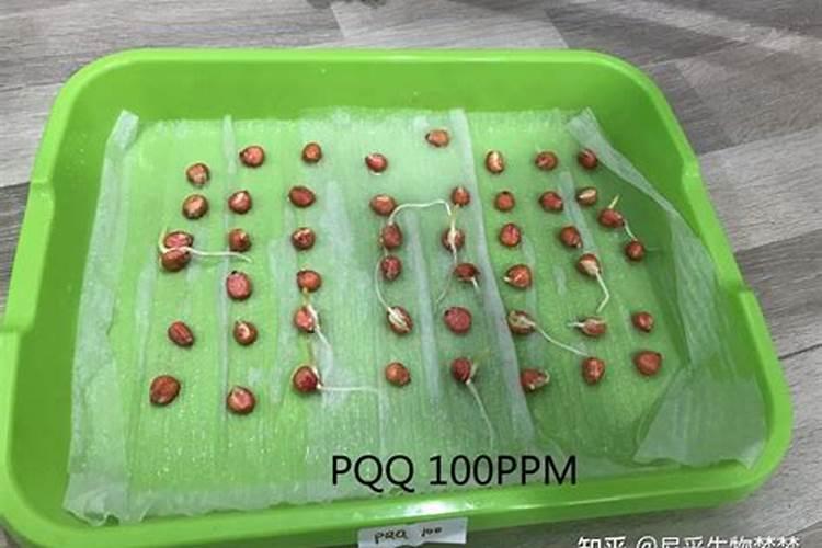 一亩毛竹多少笋