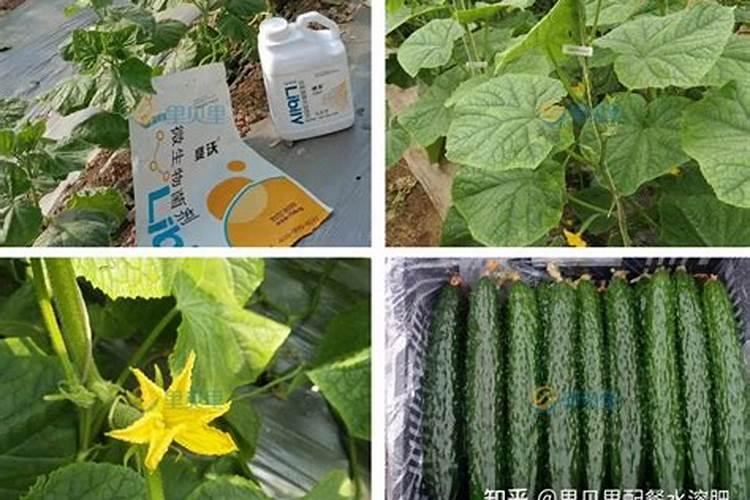 黄瓜用什么肥料产量高