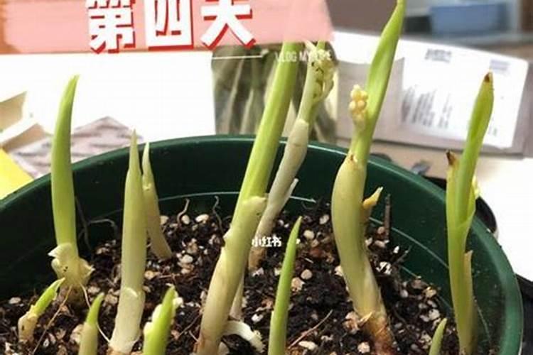 铃兰芽的种植方法和注意事项