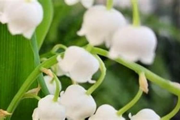 铃兰花怎么养,铃兰花的养殖方法和注意事项