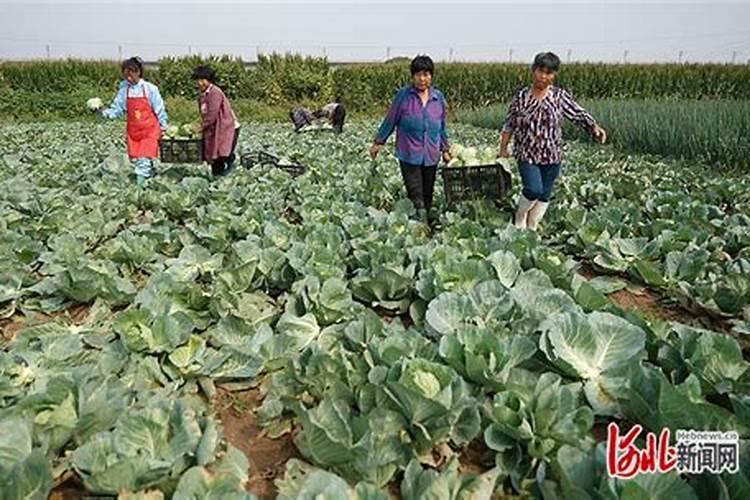 露地甘蓝春茬栽培怎样进行配方施肥？