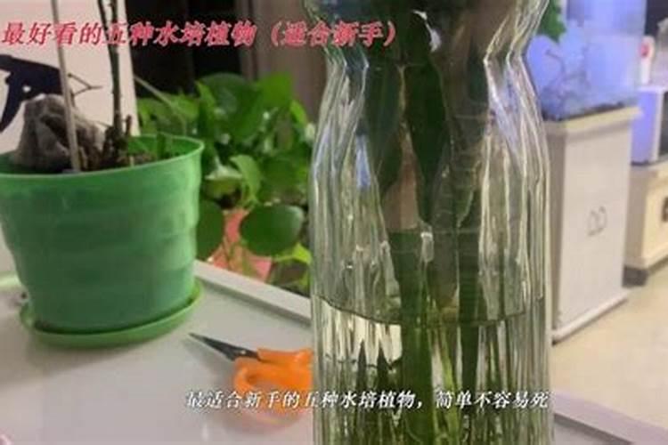 水培绿萝用什么肥料