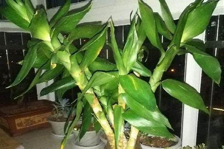 芸苔素内酯开花期能打吗