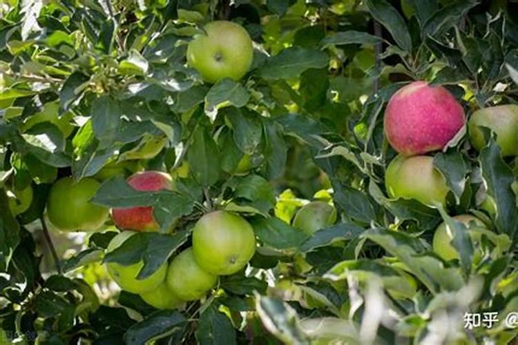 不管种植青萝卜、白萝卜还是红萝卜,肥料这样用,高产又好吃