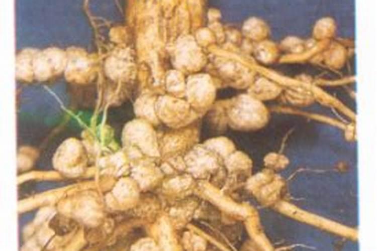 大豆根瘤菌固氮原理