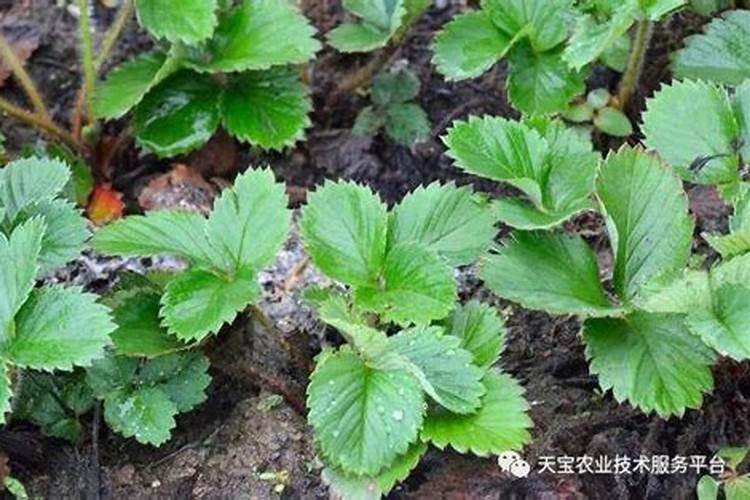 草莓碧护使用方法