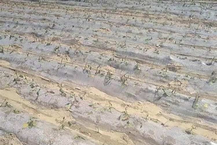 种菜复合肥怎么使用正确 多久施一次