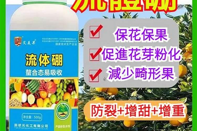 苦瓜开花期的管理