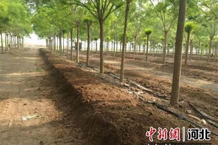 哪里大量收购蚯蚓