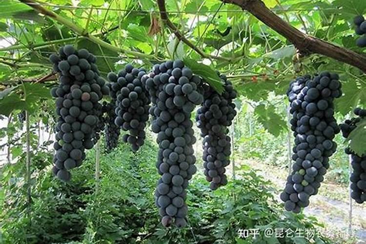 草莓各个时期的施肥方案 什么时候冲高磷肥