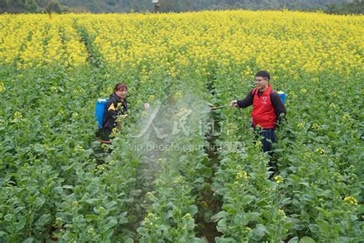 西瓜挂果后施什么肥,挂果后怎么浇水