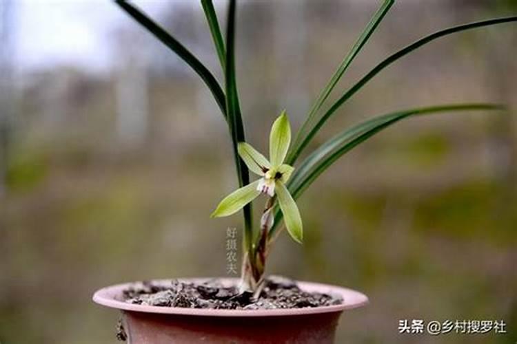 磷酸二氢钾怎样浇兰花