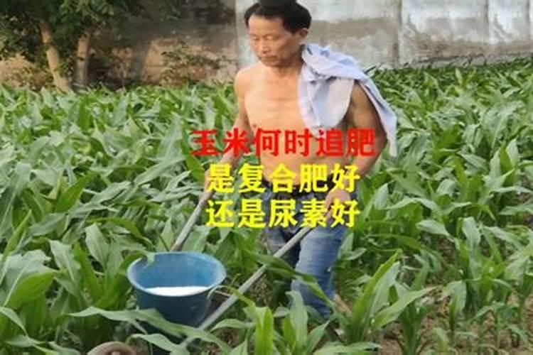 2022玉米追肥的规律时间和方法
