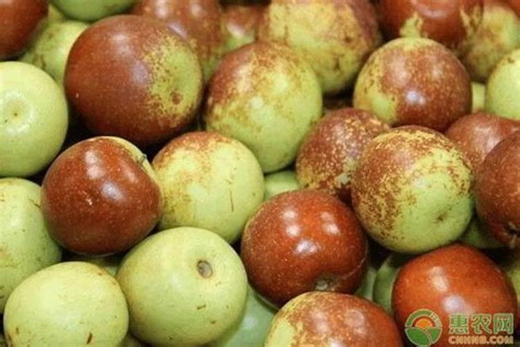 冬枣树施肥的最佳时间