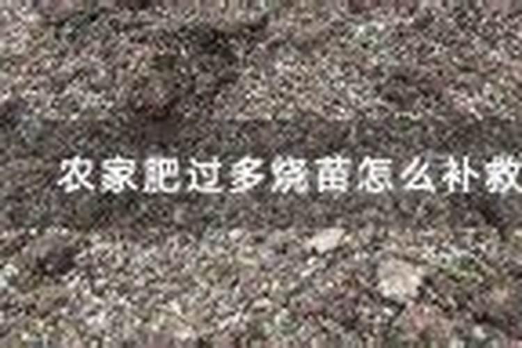 甜瓜青枯病用什么药