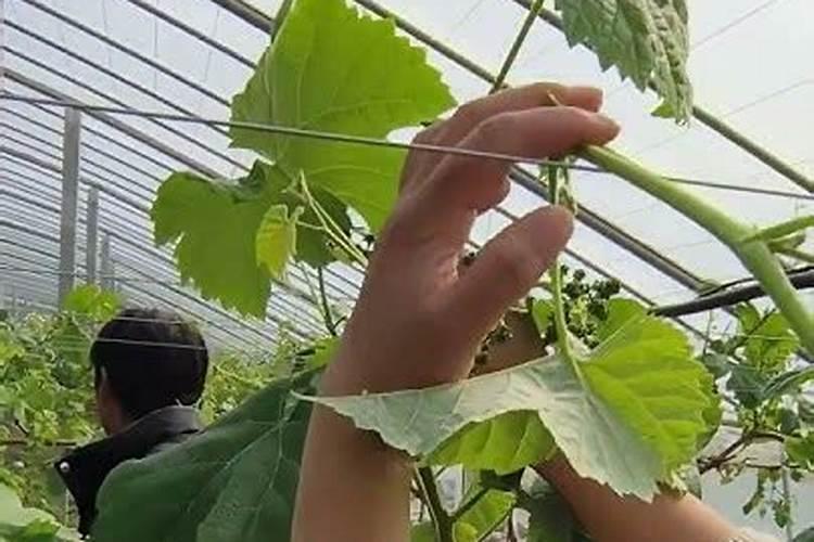 核桃树缺氮会出现什么症状怎么补救？