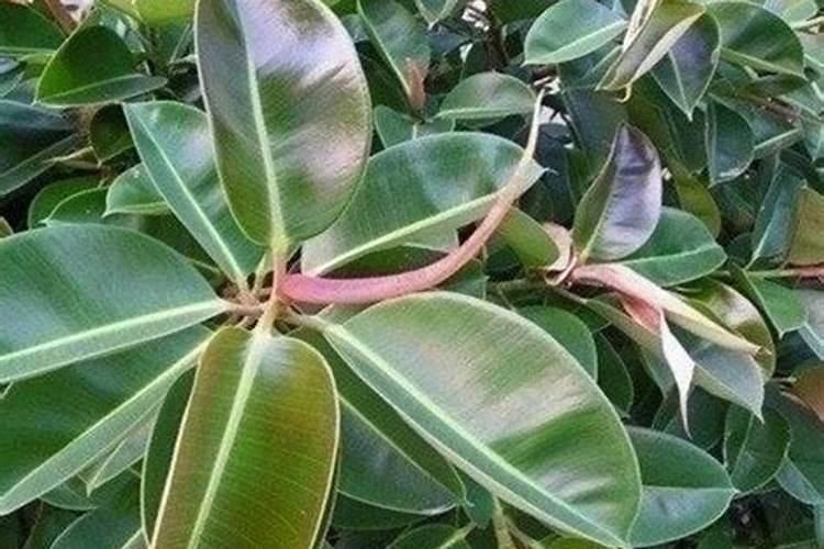 什么植物不能用磷酸二氢钾？