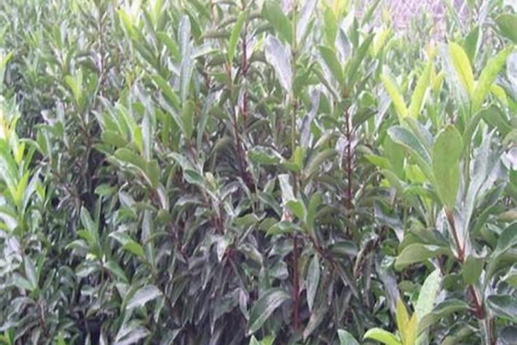 法国冬青种植方法