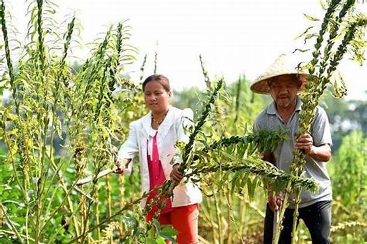 芝麻追肥用什么肥料好