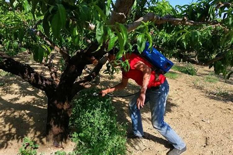 第四元素复合肥是大品吗还是小品