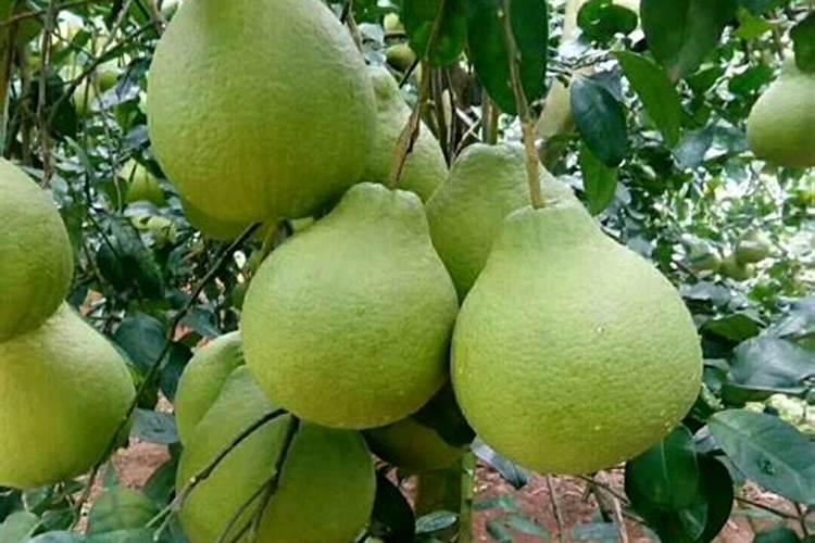 柚子树施水溶肥有什么规律？柚子各个时期施水溶肥方法