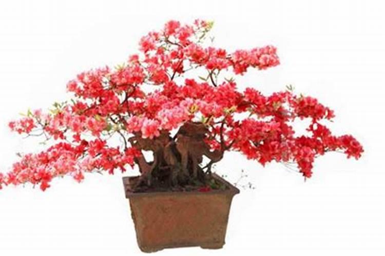 夏季杜鹃花施肥方法