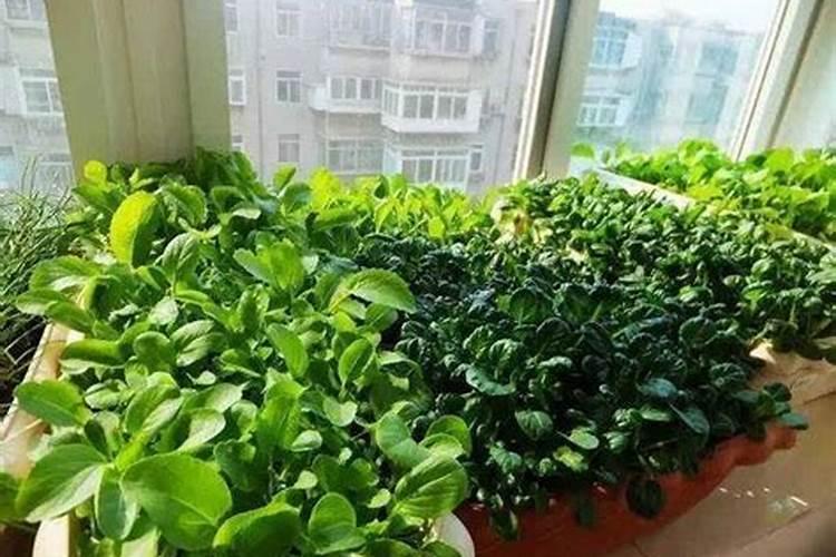 种菜用什么追肥长得快