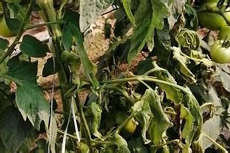 花生死苗烂根用什么药