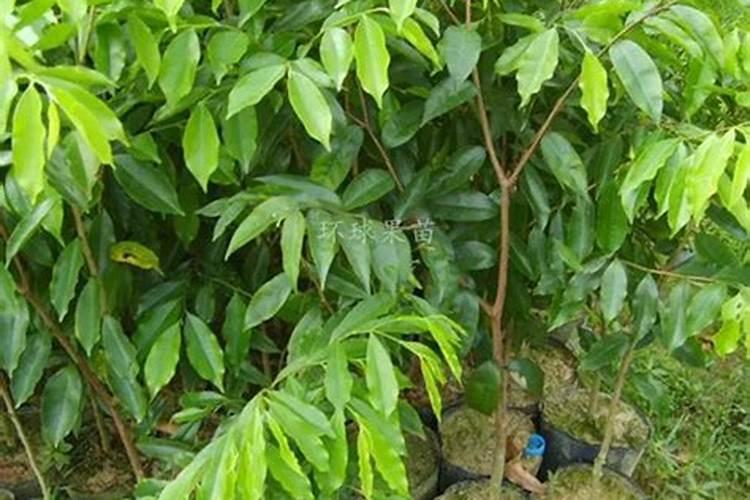 沉香树人工种植方法 沉香树如何人工种植