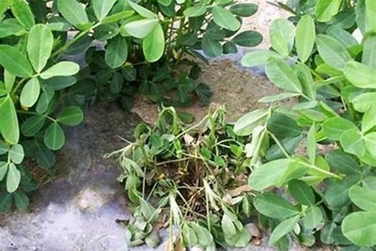 花生死棵烂根用什么药治