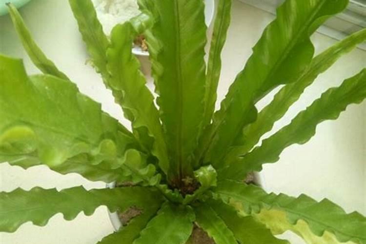 植物养护鹿角鸟巢蕨