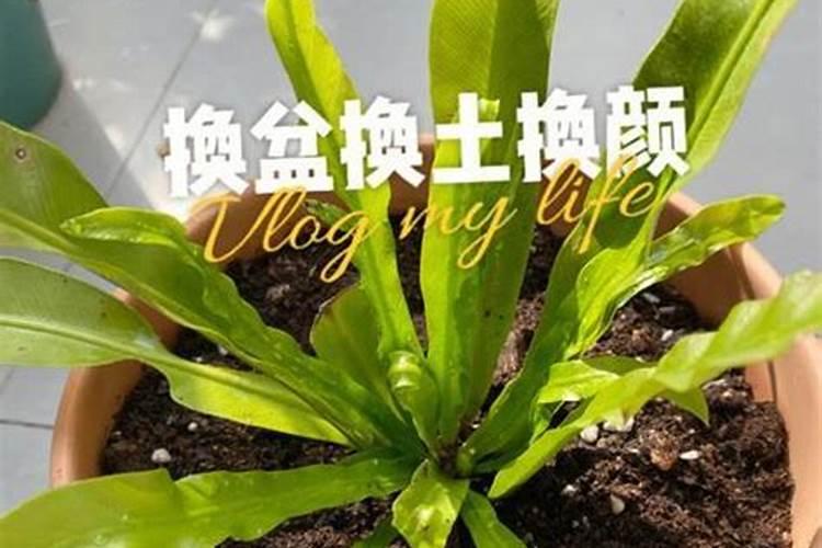 喜阴好养室外植物