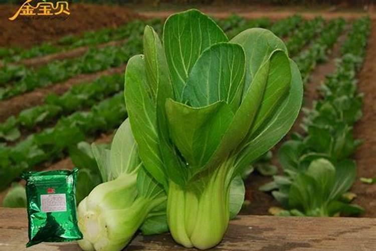 种植油菜用什么肥料好