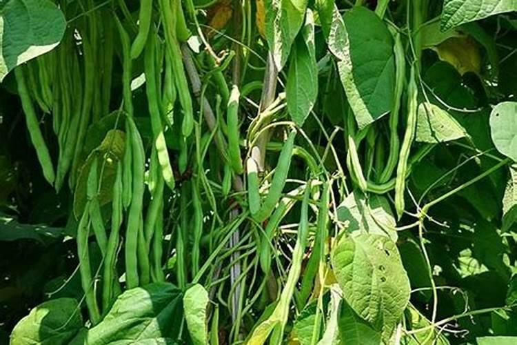 四季豆施什么肥料 给四季豆施哪种肥好