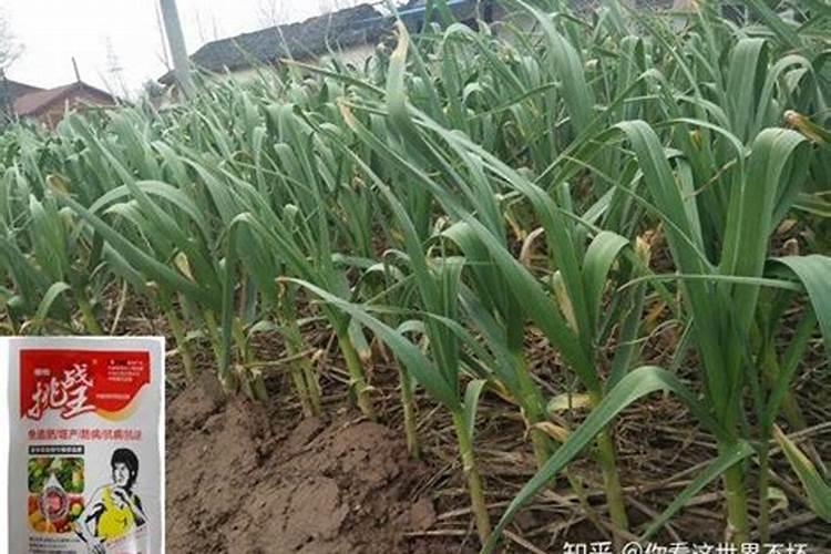大蒜什么时候浇水施肥 大蒜浇水施肥的管理方法