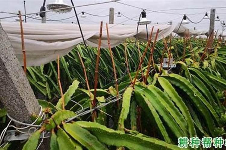 百香果一亩种植多少棵