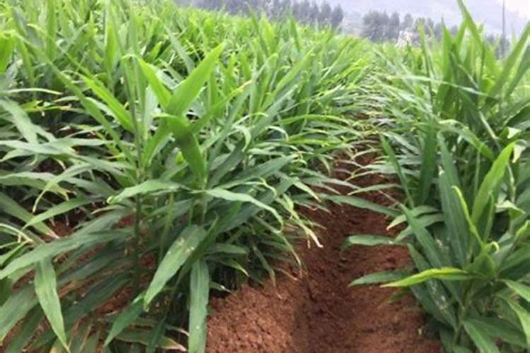 瓜果蔬菜叶面肥的正确使用方法(什么时候打叶面肥好)