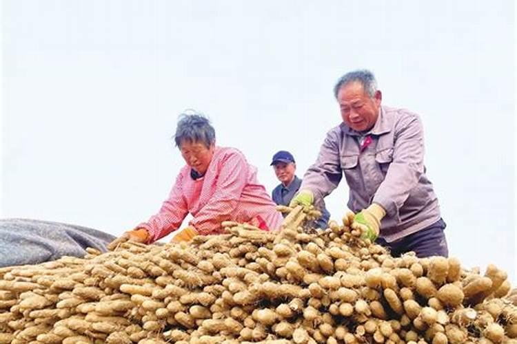 山药中后期管理技术是什么