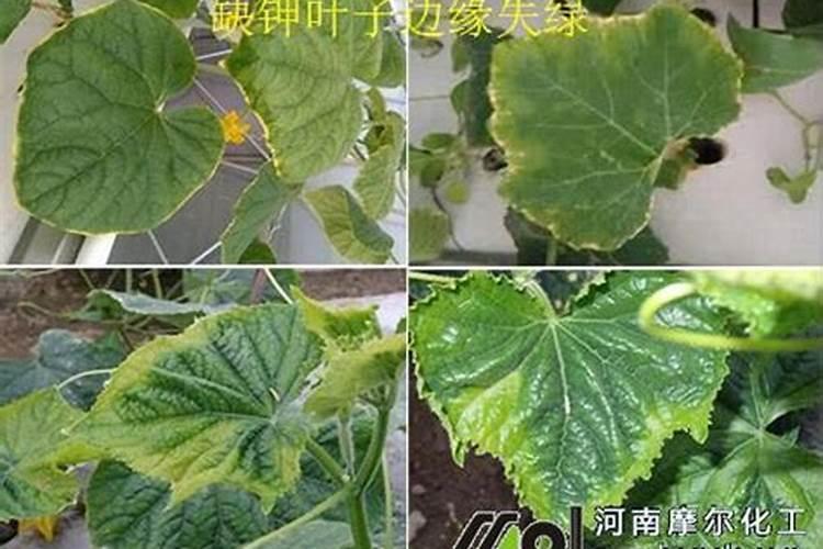 被化肥水溶肥弄到手,手变成蓝色怎么办