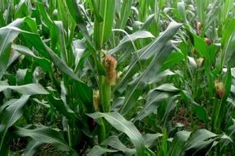 玉米苗打完金打棒叶面肥能直接打除草剂吗？