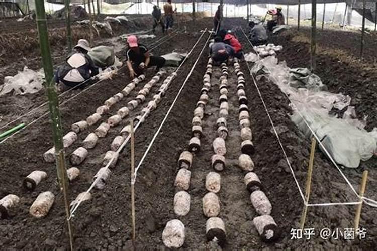 玉米地套种什么作物
