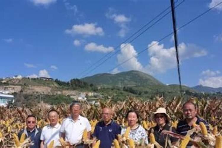 金正大控释玉米专用肥261212多少钱一吨