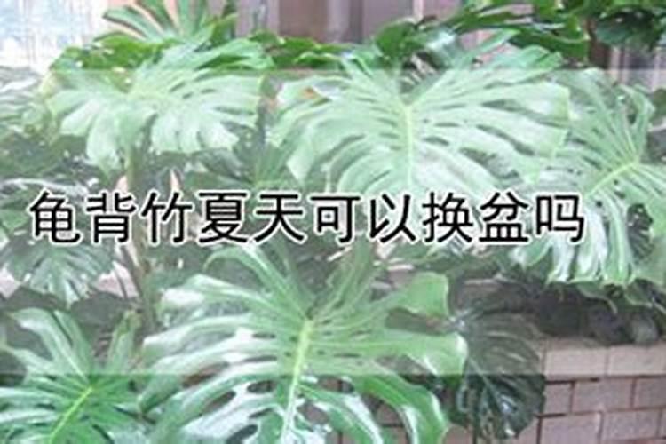 龟背竹夏天能施肥吗？龟背竹的施肥方法和注意事项