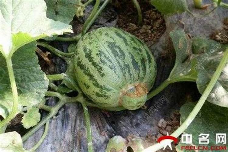 露天香瓜如何施肥