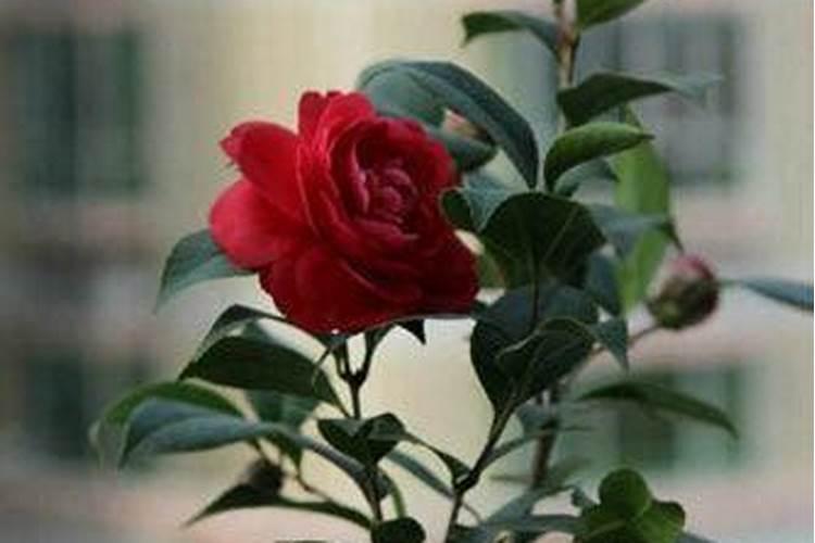 茶花长芽如何施肥
