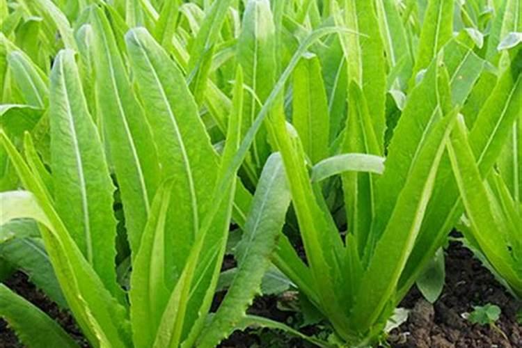 油麦菜移栽多久后可以施肥