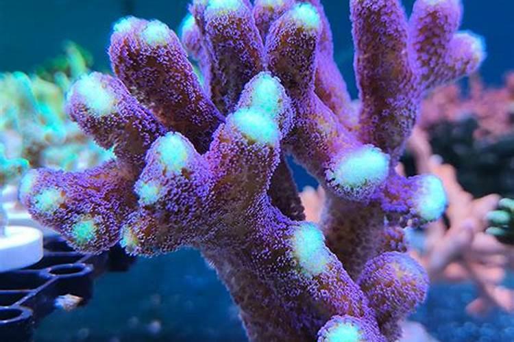 海藻氨基酸农药店里有卖吗