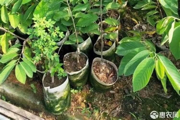 释迦果种植需要注意什么
