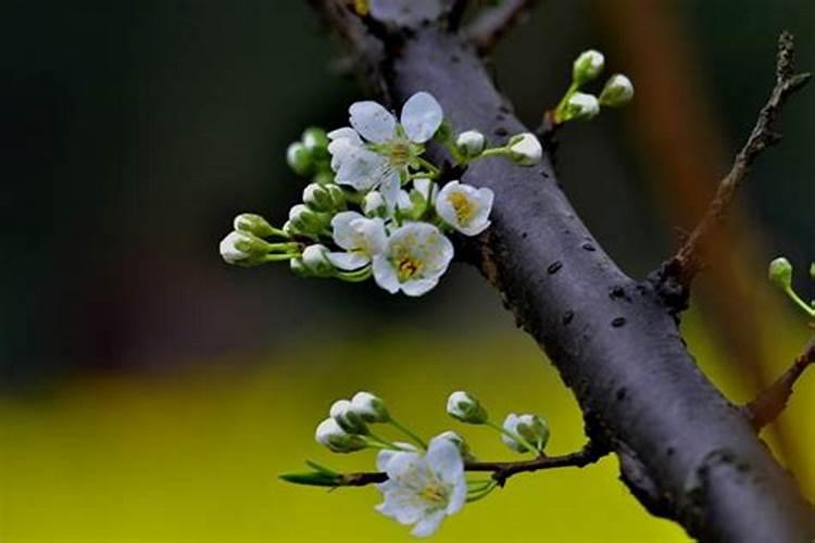 李子怎样保花保果